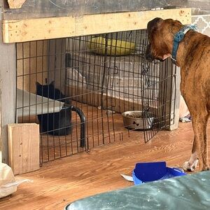 Who is the boss of who